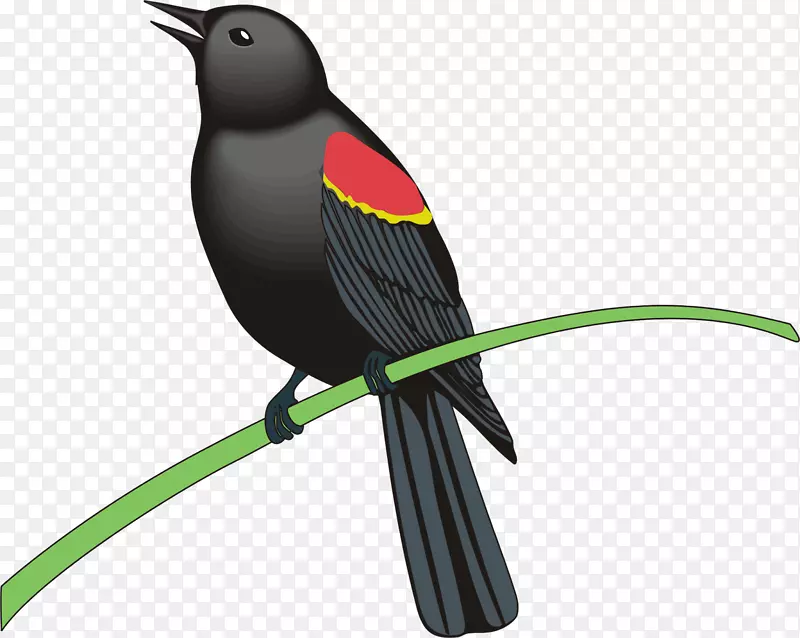 普通黑鸟-免费剪贴画-鸟群