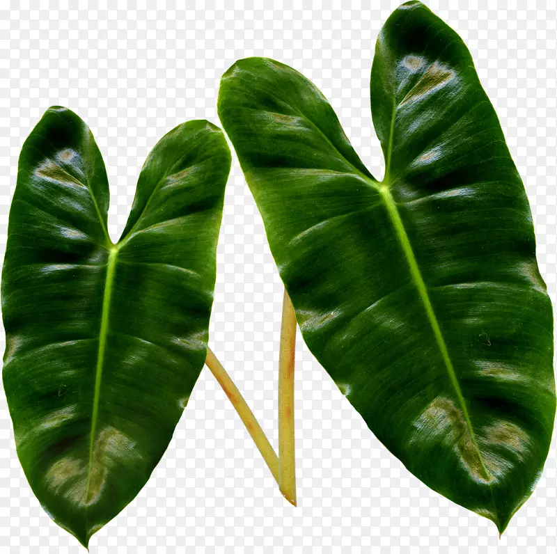 叶藤本植物茎夹艺术-香蕉