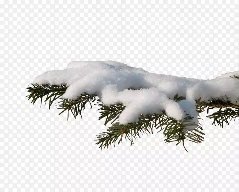 摄影圣诞树-雪