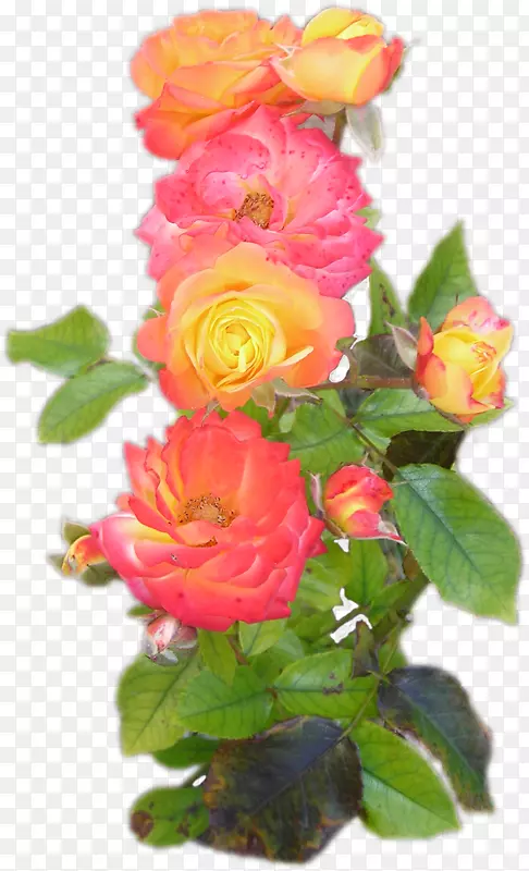 花园玫瑰切花蜈蚣玫瑰纪念玫瑰