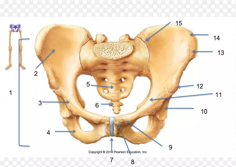 髋骨骨盆人体骨骼解剖