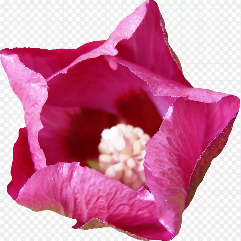 紫罗兰科紫罗兰花