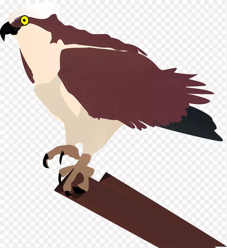 海鹰鸟剪贴画-飞鸟