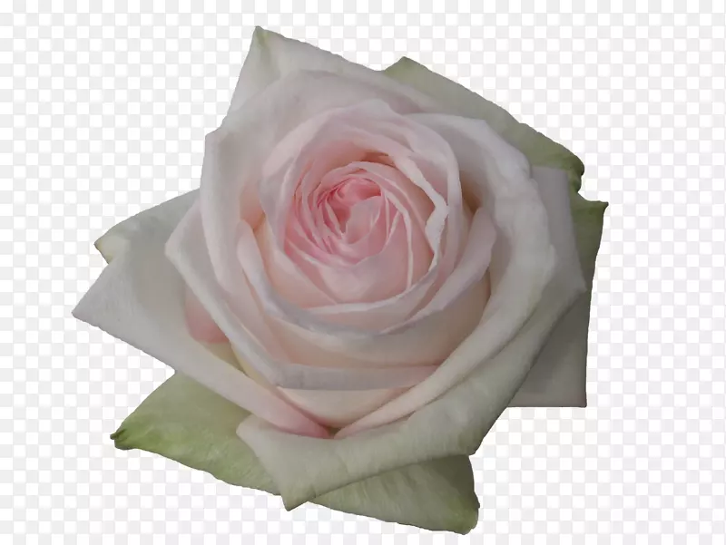 花园玫瑰花-白玫瑰