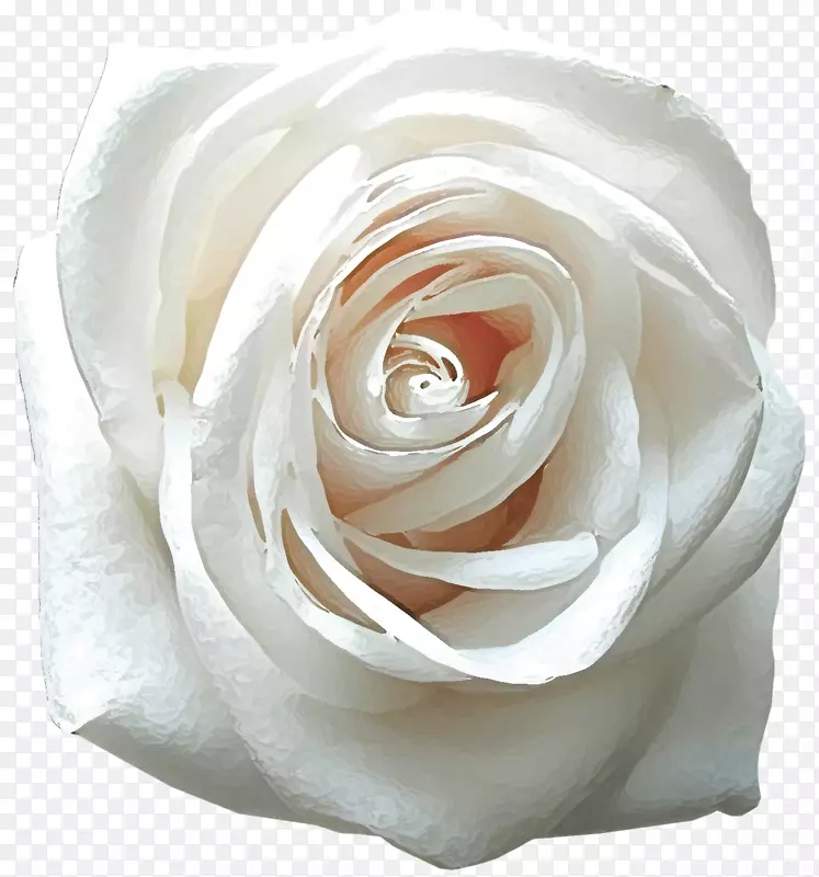 玫瑰桌面壁纸花白色手机-白玫瑰