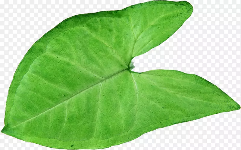 植物病理叶草本植物-绿叶