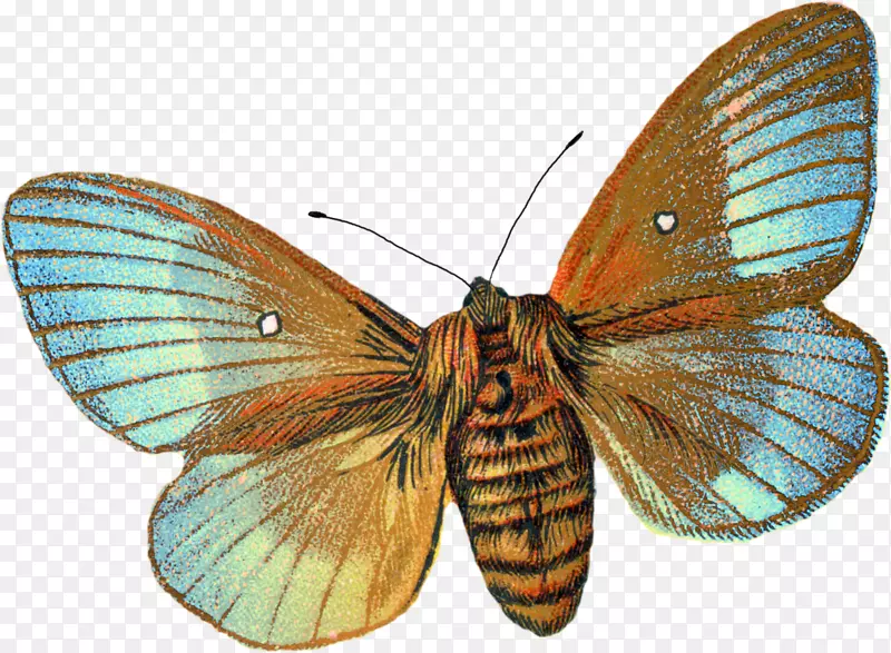 蝴蝶蛾植物插图画-蝴蝶