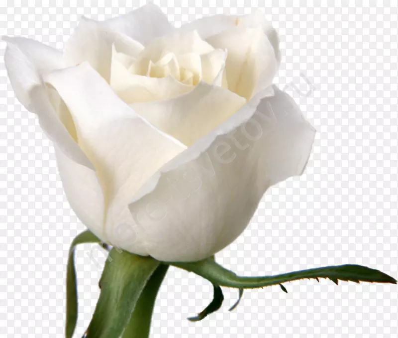 玫瑰花白色桌面壁纸花瓣白玫瑰