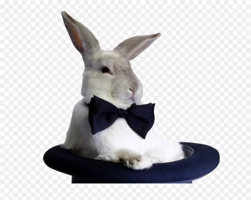 兔子弓形领结，顶帽子-戏法-幸运的兔子奥斯瓦尔德