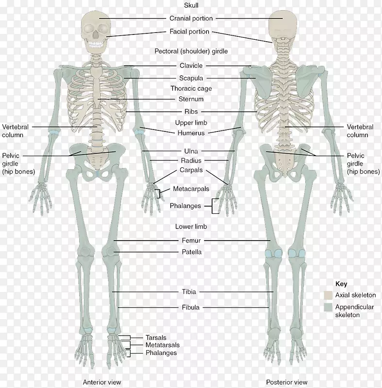 骨骼系统人体骨骼人体骨解剖柱