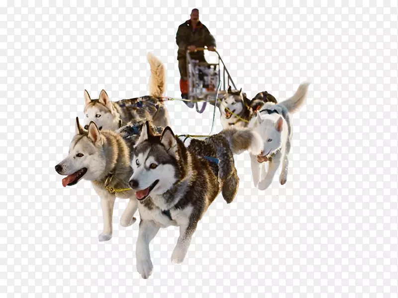 西伯利亚哈士奇狗雪橇狗