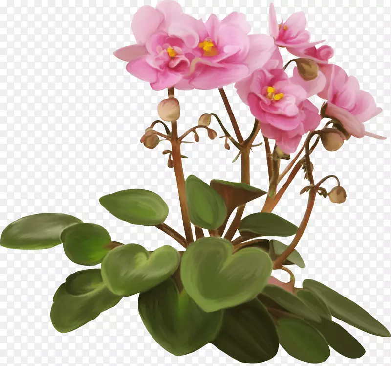 花盆紫罗兰室内植物-Kartikeya