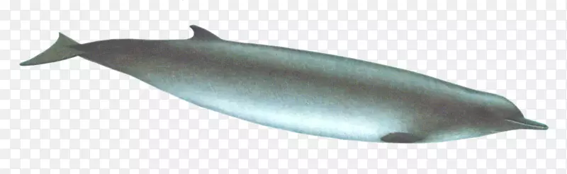 普通宽吻海豚短喙海豚图库溪白喙海豚鲸