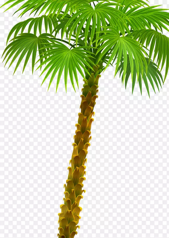 槟榔科植物-棕榈树