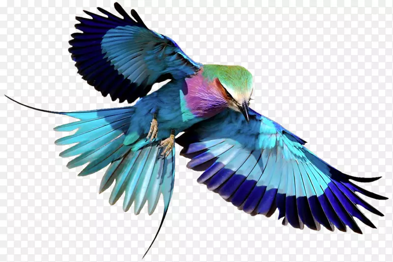 鸟高超仙女紫丁香排胸轮蓝鸟