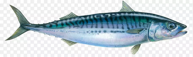 油性鱼大西洋鲭鱼海鲜过敏