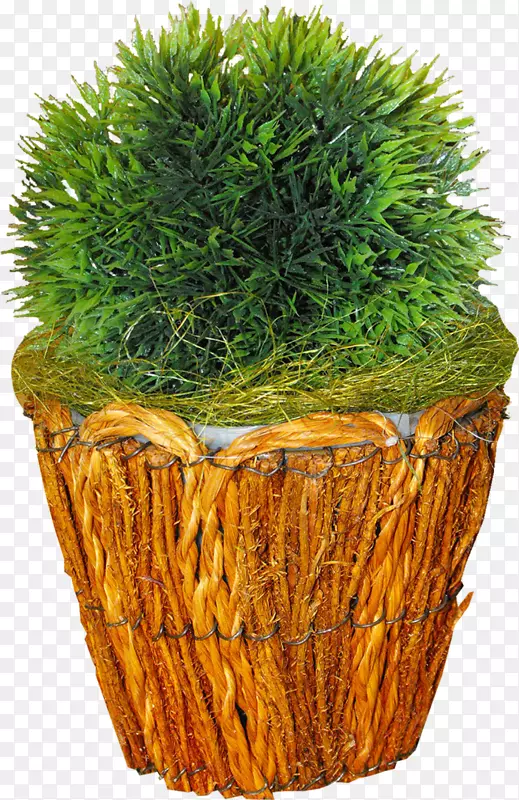 植物主题-植物