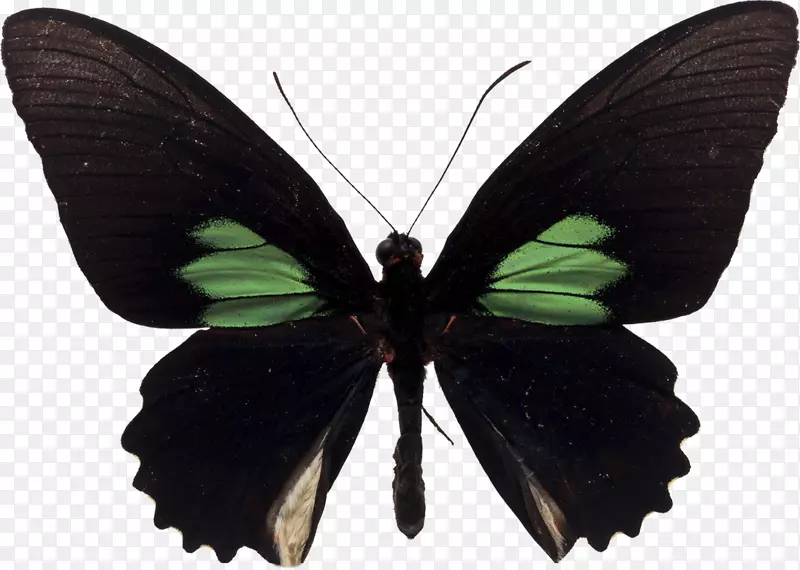 黑燕尾蝶
