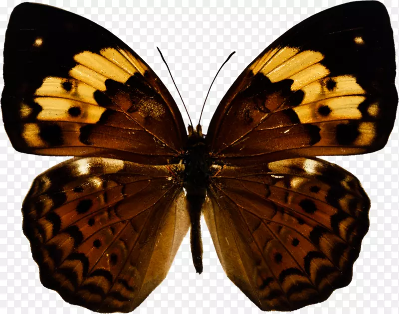 蝴蝶摄影昆虫-蝴蝶