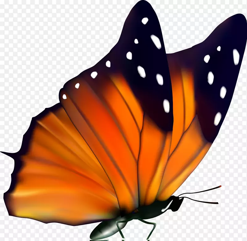 蝴蝶昆虫桌面壁纸夹艺术-蝴蝶