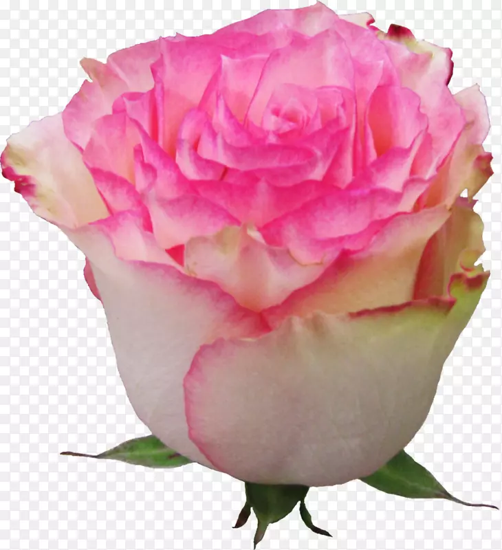 花园玫瑰，花，欧洲植物，粉红色玫瑰