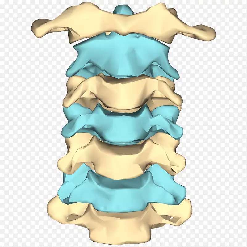颈椎人脊柱颈-骨骼
