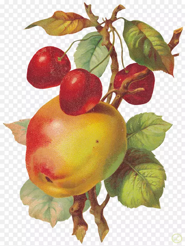 水果绘画剪贴画.苹果果