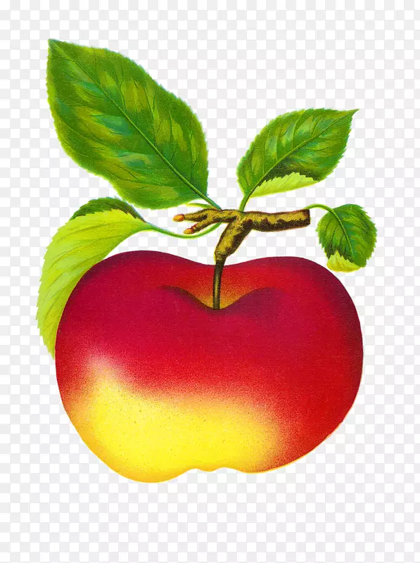 水果苹果剪贴画-苹果水果