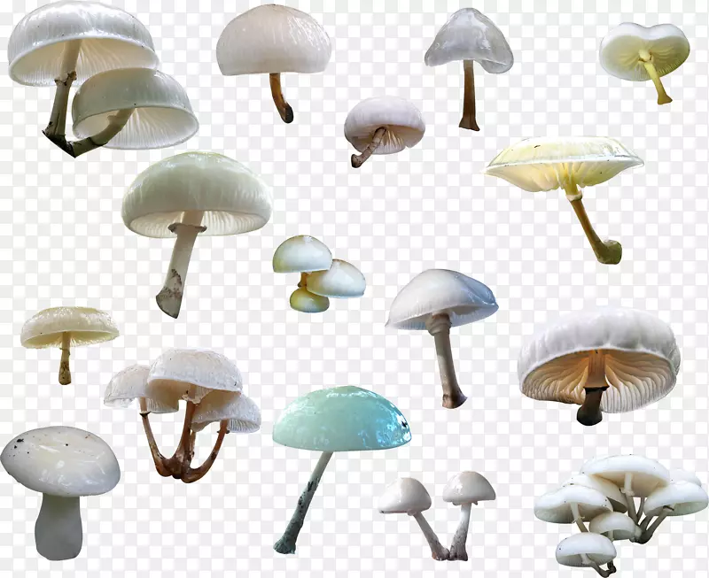 蘑菇库真菌剪贴画-卡亚·斯科德拉里奥
