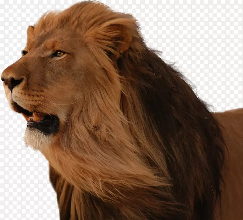 东非狮子桌面壁纸猫狮头