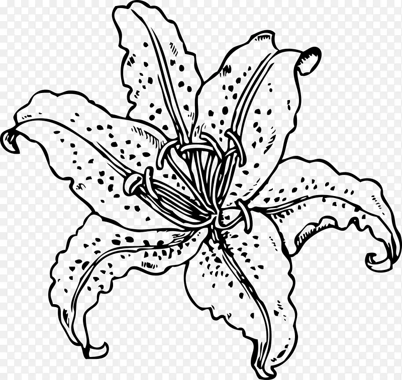 复活节百合、老虎、百合花、剪贴画.水百合