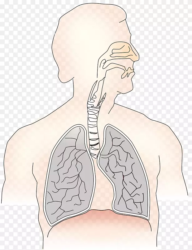 呼吸系统呼吸疾病呼吸治疗师呼吸道-哈努曼