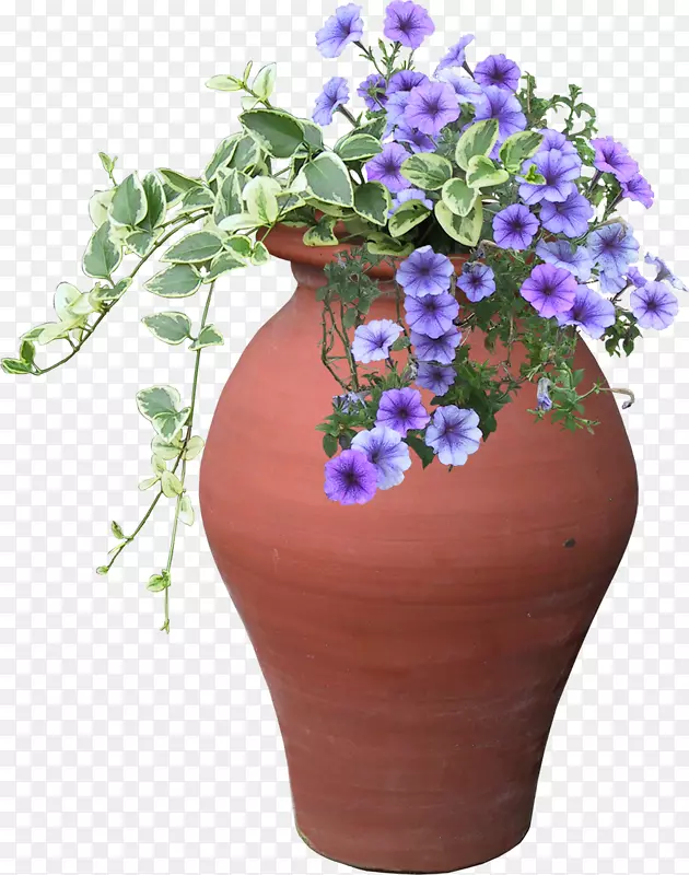 切花紫罗兰花卉设计植物.紫罗兰