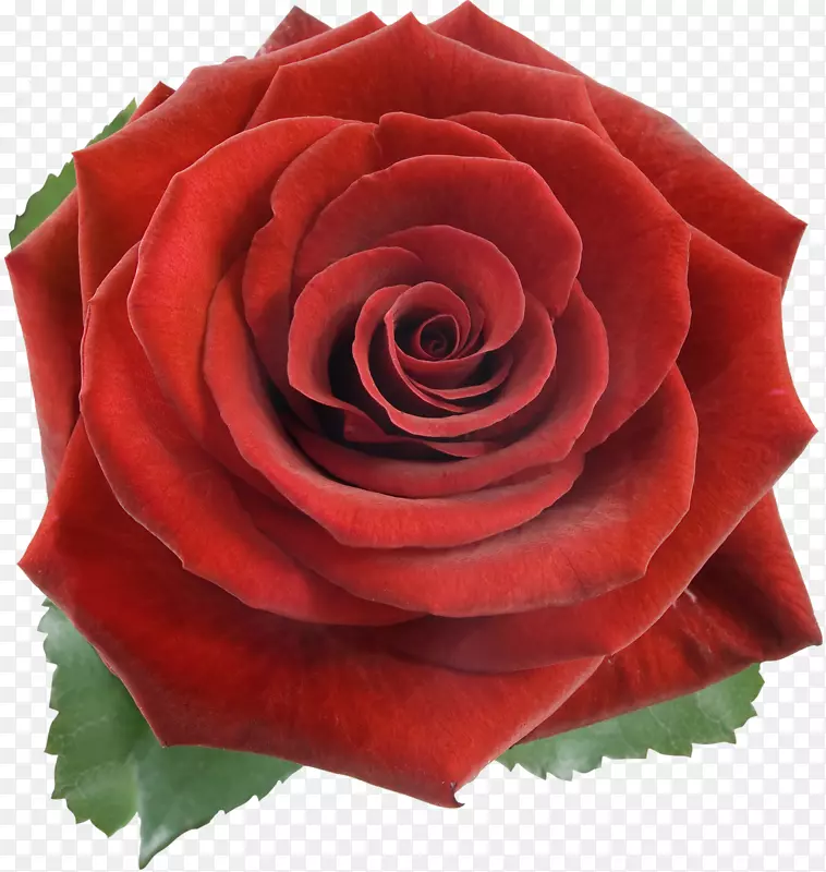 玫瑰砧木摄影红花白玫瑰