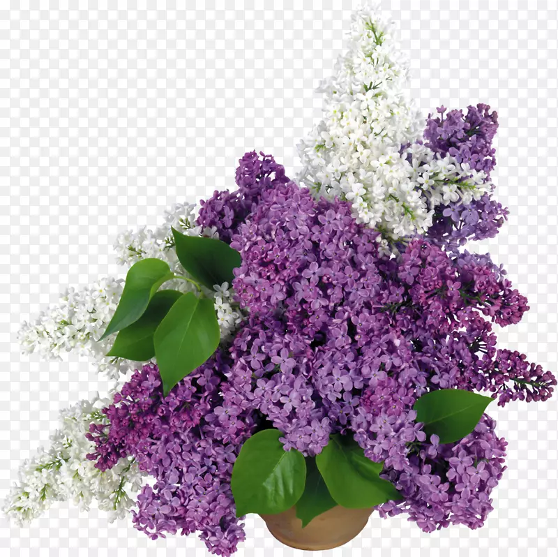 普通紫丁香花瓶桌面壁纸花紫色