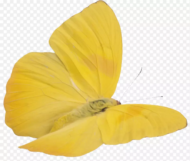 蝴蝶黄色剪贴画-蝴蝶