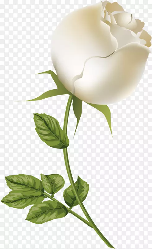 月桂科静物摄影植物茎白玫瑰切花