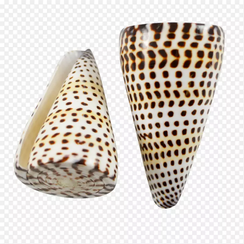 海螺(Conus Marmorus)腹足类海参锥螺(Monetaria caputserpentis-seashell)