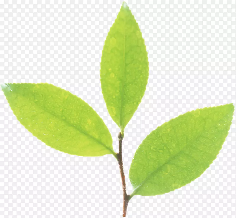 叶植物茎计算机图标植物区系广告.绿叶