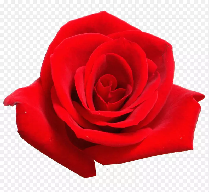 桌面壁纸玫瑰红色摄影-玫瑰