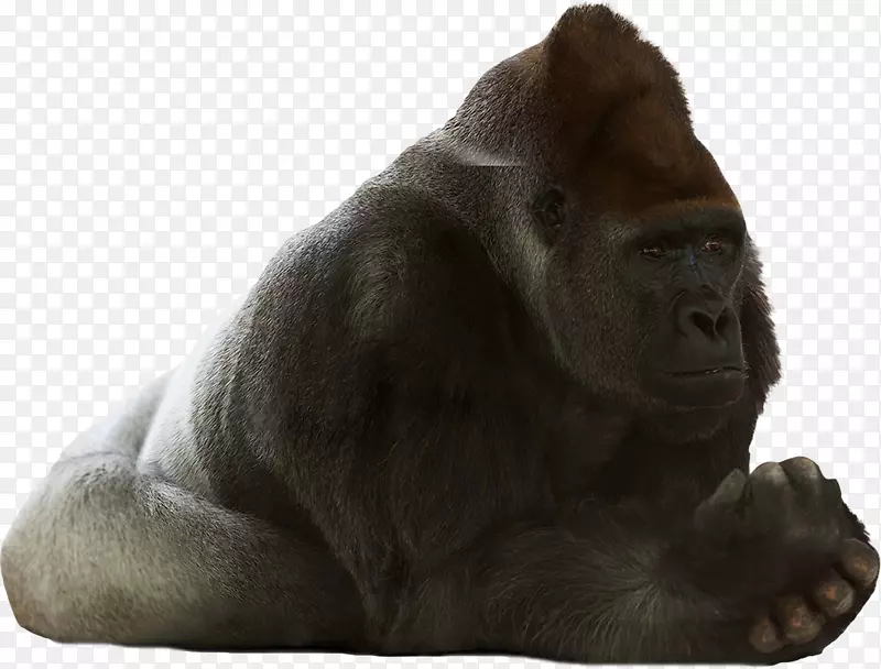 西大猩猩黑猩猩灵长类猩猩猴子大猩猩