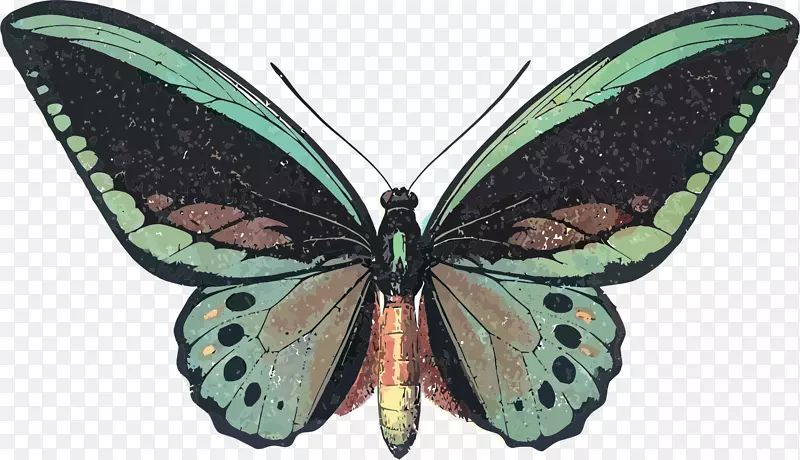 蝴蝶皇后亚历山德拉鸟翅图案设计剪贴画昆虫