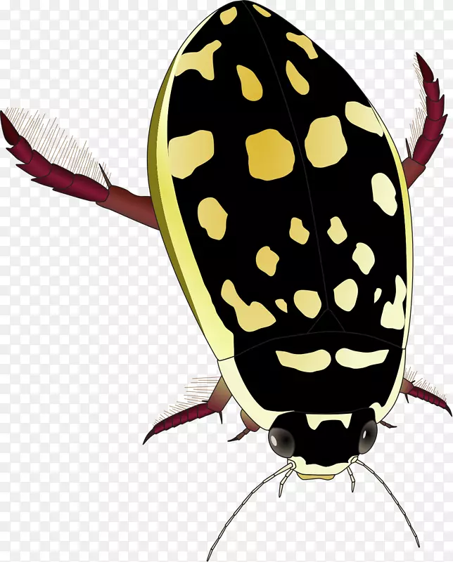 马莫拉热甲虫剪贴画-甲虫