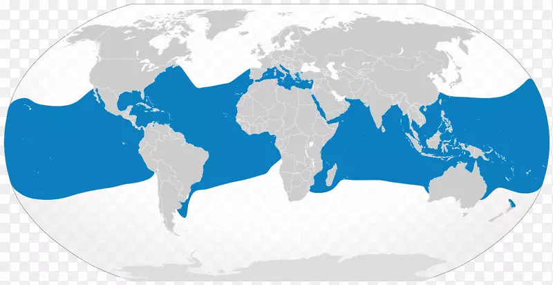 海洋白鳍鲨，丝状鲨，白鳍鲨，黑鳍鲨-鲨鱼
