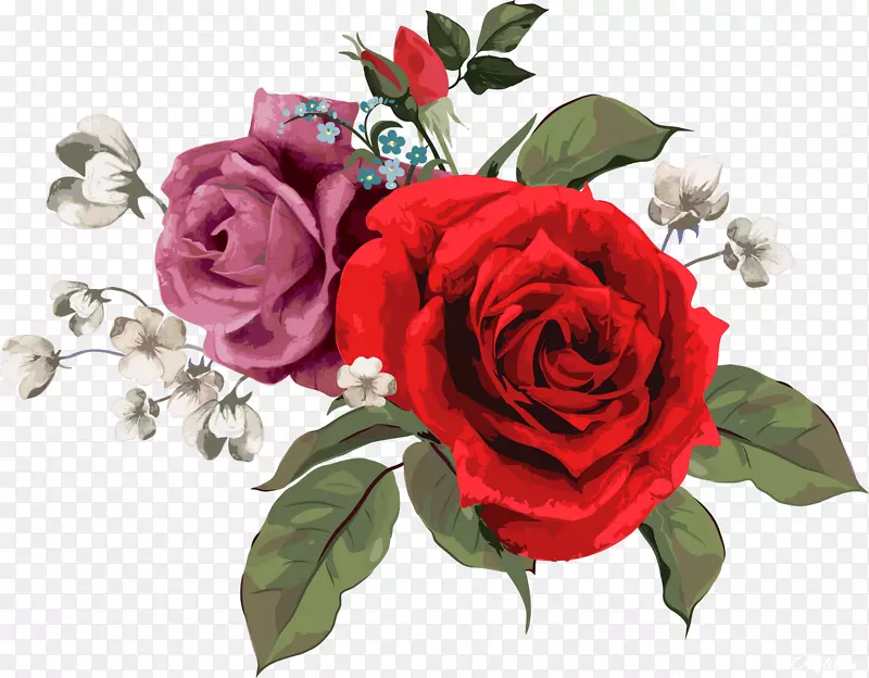 玫瑰花砧木摄影图案-玫瑰