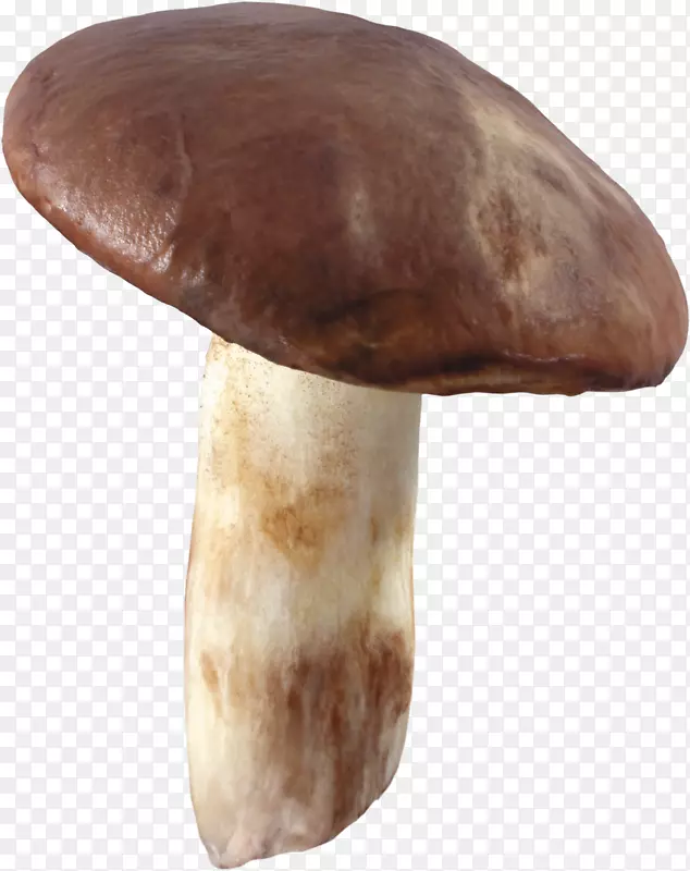 杏鲍菇食用菌香菇琼脂科蘑菇