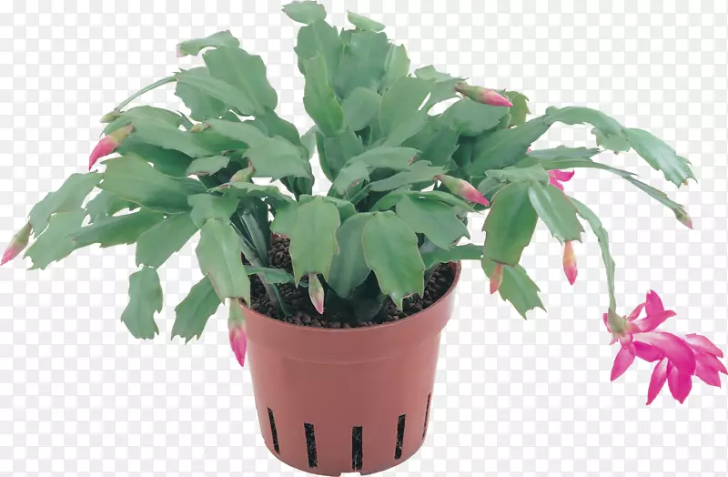植物花盆剪贴画-珍珠菊