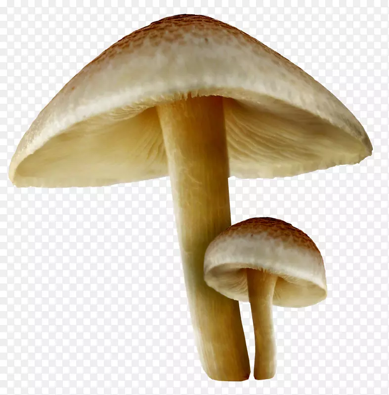 食用菌桌面壁纸夹艺术蘑菇