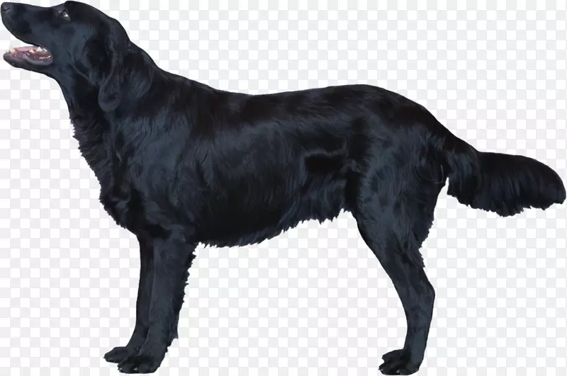扁平化猎犬拉布拉多猎犬爱尔兰赛特犬纽芬兰犬