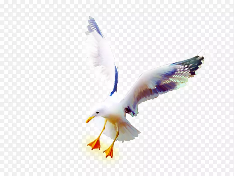 鸟欧洲鲱鱼鸥岩鸽乌鸦